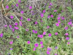 Image de Petunia integrifolia (Hook.) Schinz & Thellung