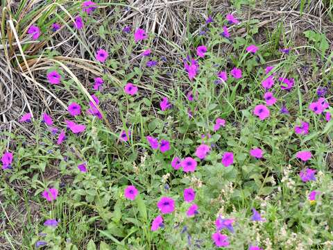 Image of Violet-flower petunia