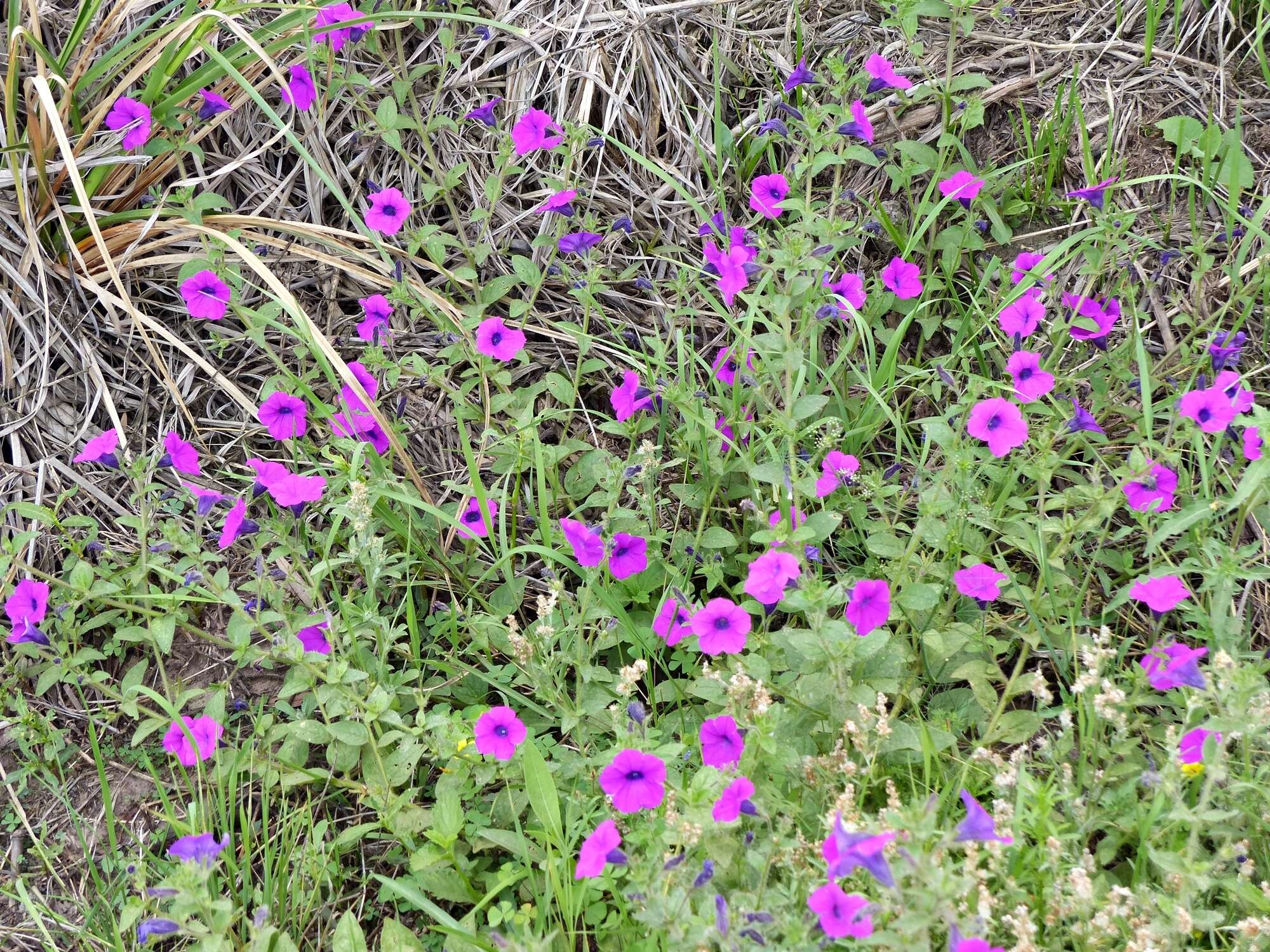 Image de Petunia integrifolia (Hook.) Schinz & Thellung