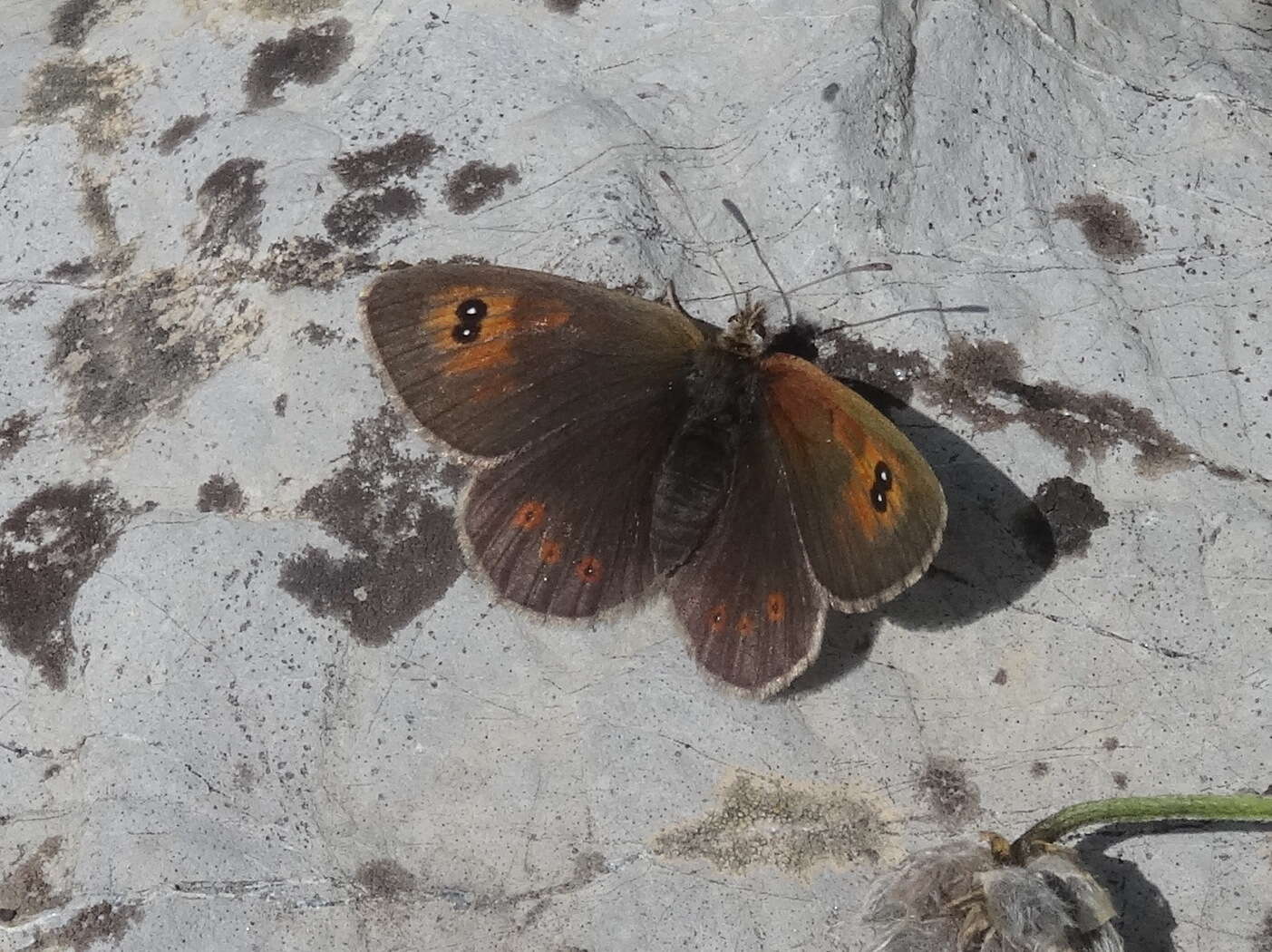 Image of Common Brassy Ringlet