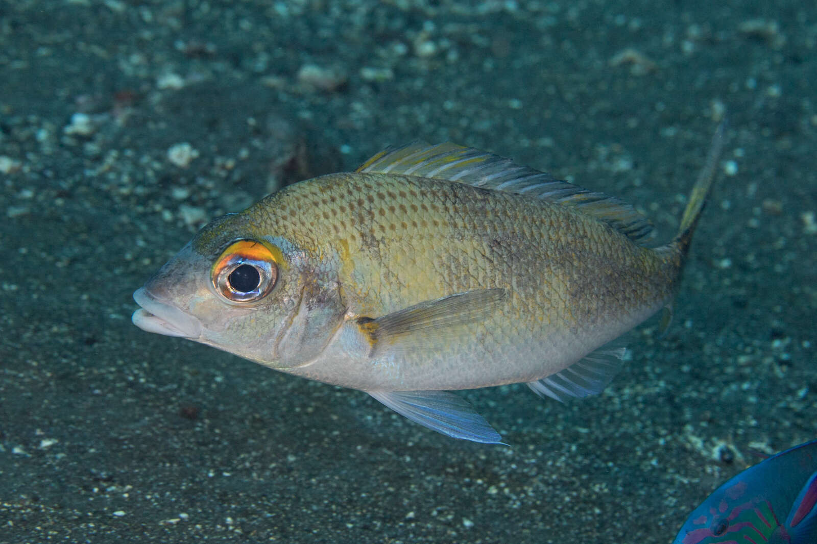 Image of Pale monocle bream