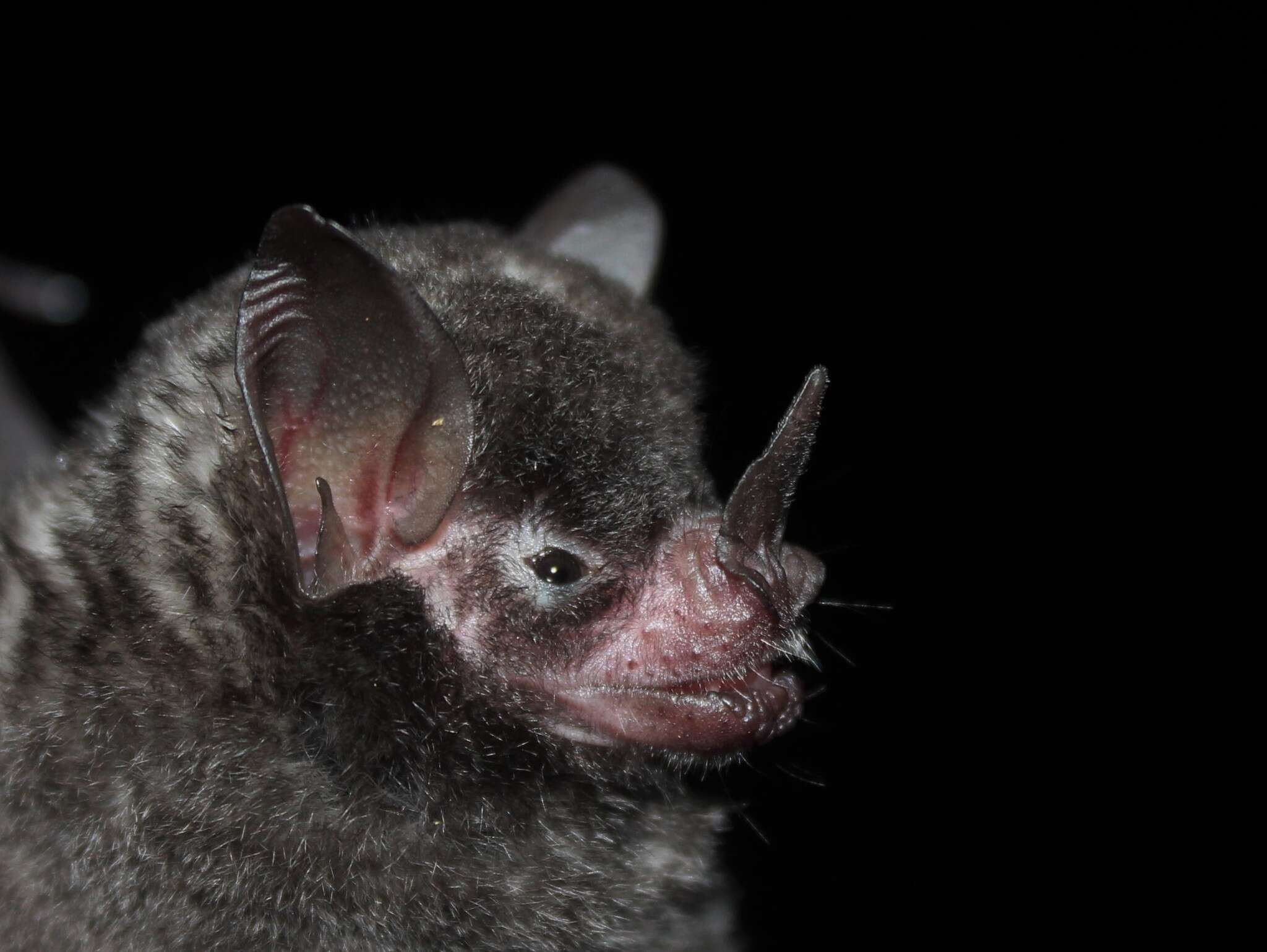 Image of Sowell’s Short-tailed Bat