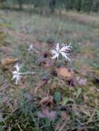 صورة Dianthus arenarius subsp. borussicus Vierh.