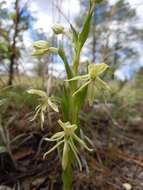 Слика од Habenaria schaffneri S. Watson