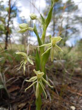 Image of Habenaria schaffneri S. Watson