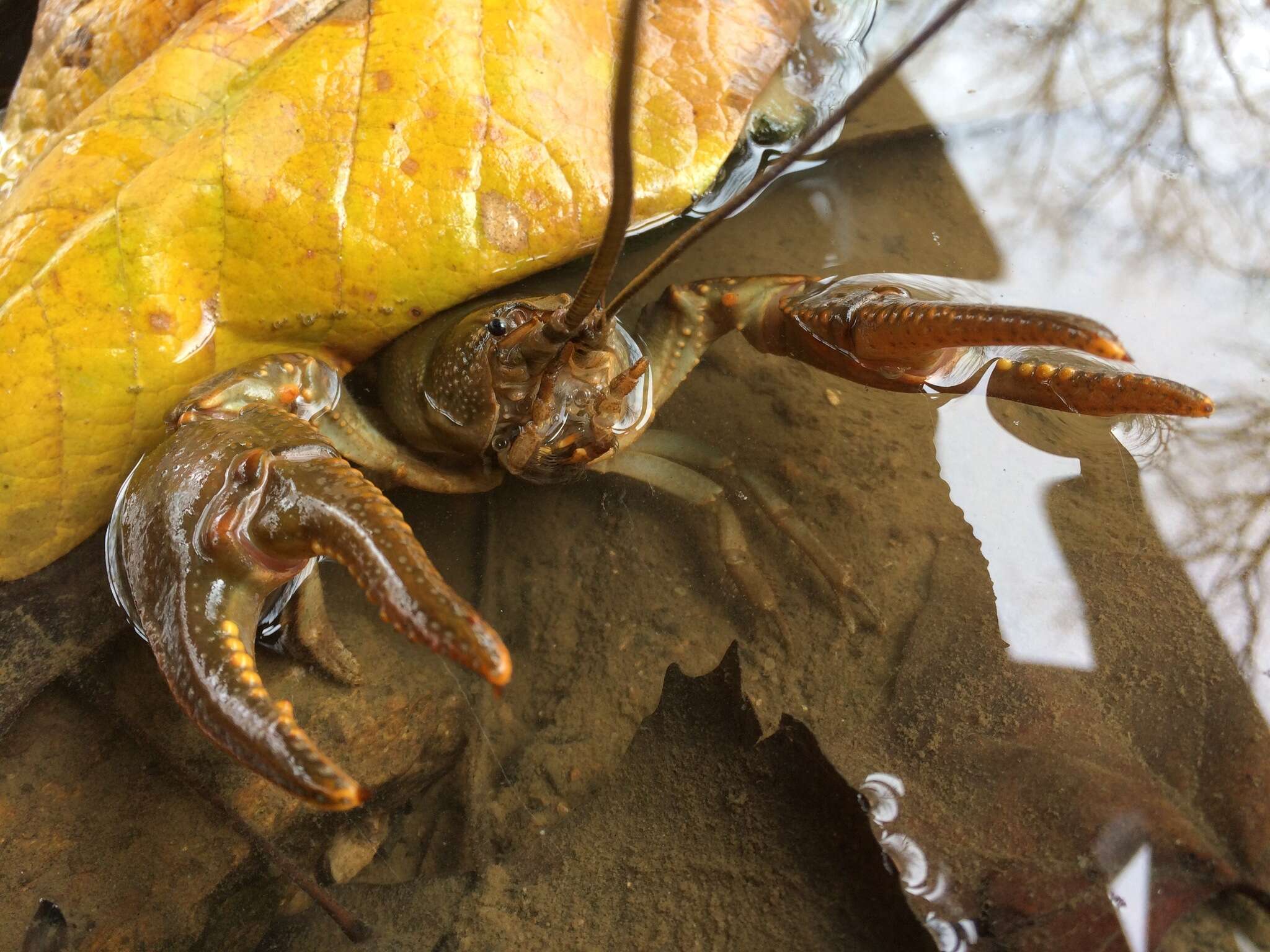 Image of Cambarus sciotensis Rhoades 1944