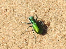 Image of Cicindela (Cicindela) scutellaris flavoviridis Vaurie 1950