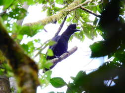 Image of umbrellabird