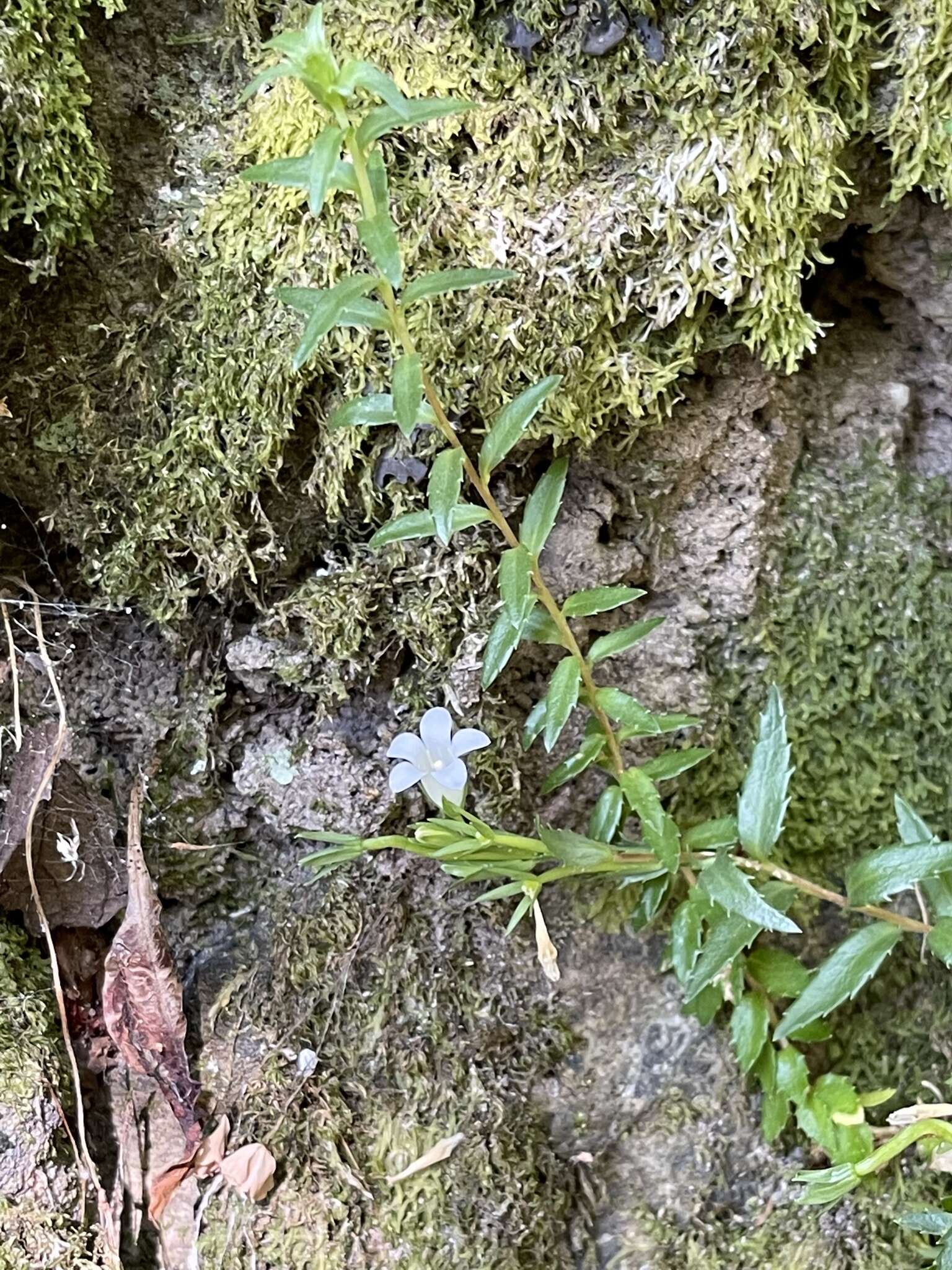 Image of Prismatocarpus nitidus L'Hér.