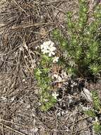 Image of Sierra linanthus