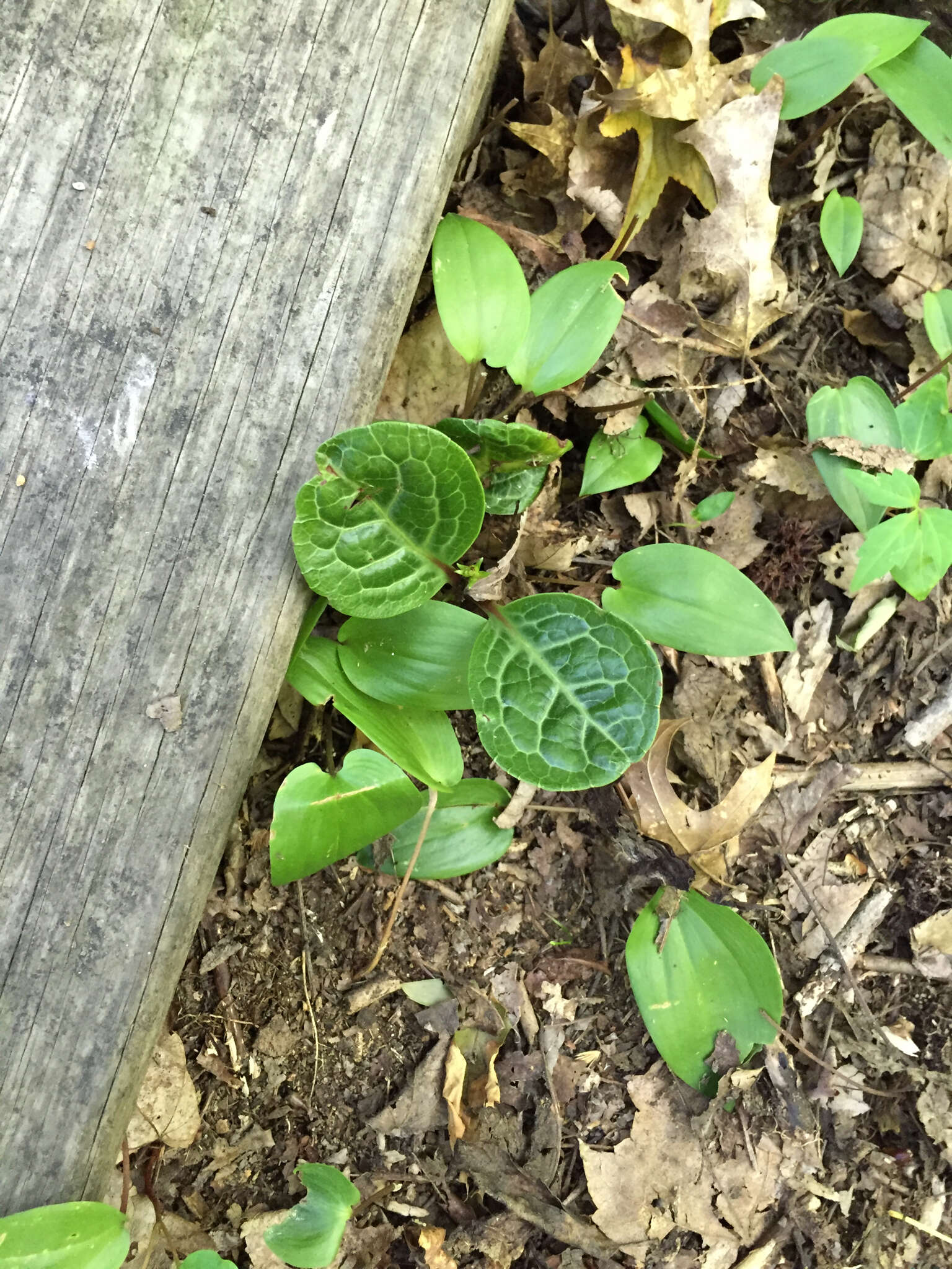 Image of American wintergreen