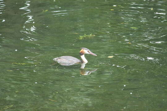 Image of Podiceps cristatus cristatus (Linnaeus 1758)