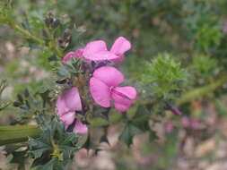 Image of Holly-leaved Mirbelia