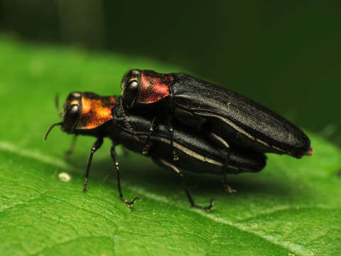 Imagem de Agrilus ruficollis (Fabricius 1787)