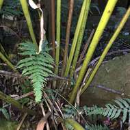 Image of Glaphyropteridopsis erubescens (Wall. ex Hook.) Ching