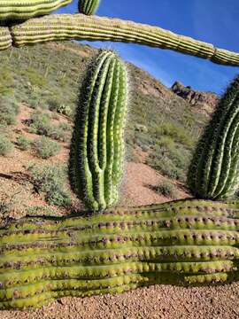 Image of Stenocereus thurberi subsp. thurberi