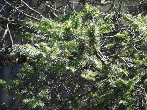 Image of Guatemalan Fir