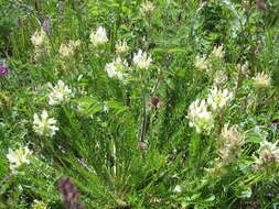 Oxytropis muricata (Pall.) DC. resmi