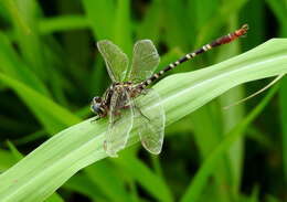 Image of Aphylla theodorina (Navás 1933)