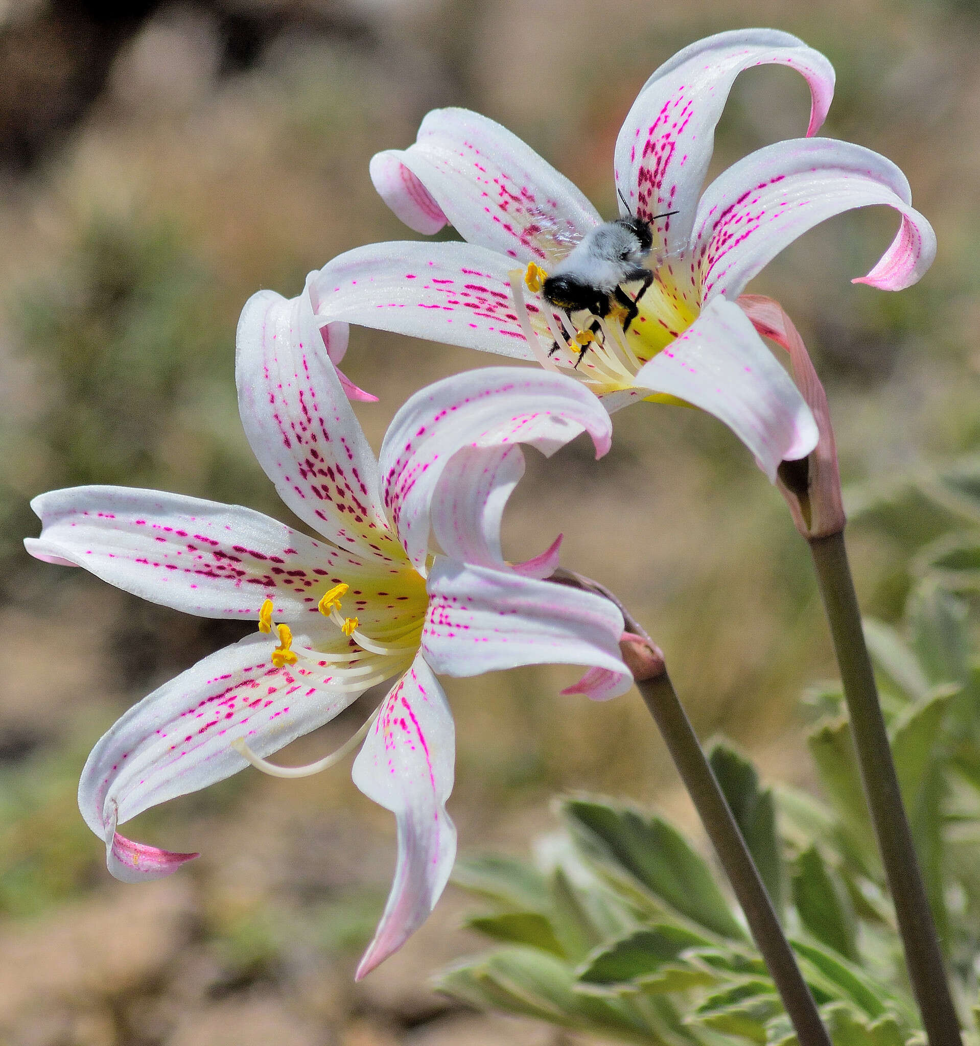 Megachile saulcyi Guérin-Méneville 1845 resmi