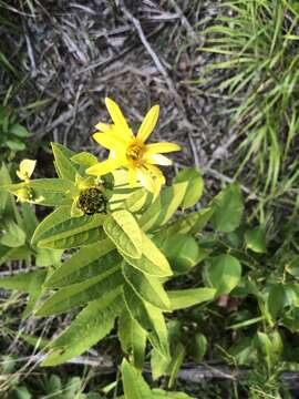 Image of starry rosinweed