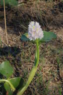 Image of Tropical Pickerelweed