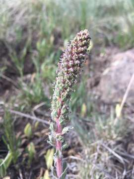 Image of Veronica plantaginea E. James