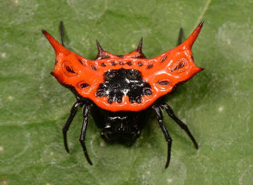 Image of Gasteracantha signifera Pocock 1898