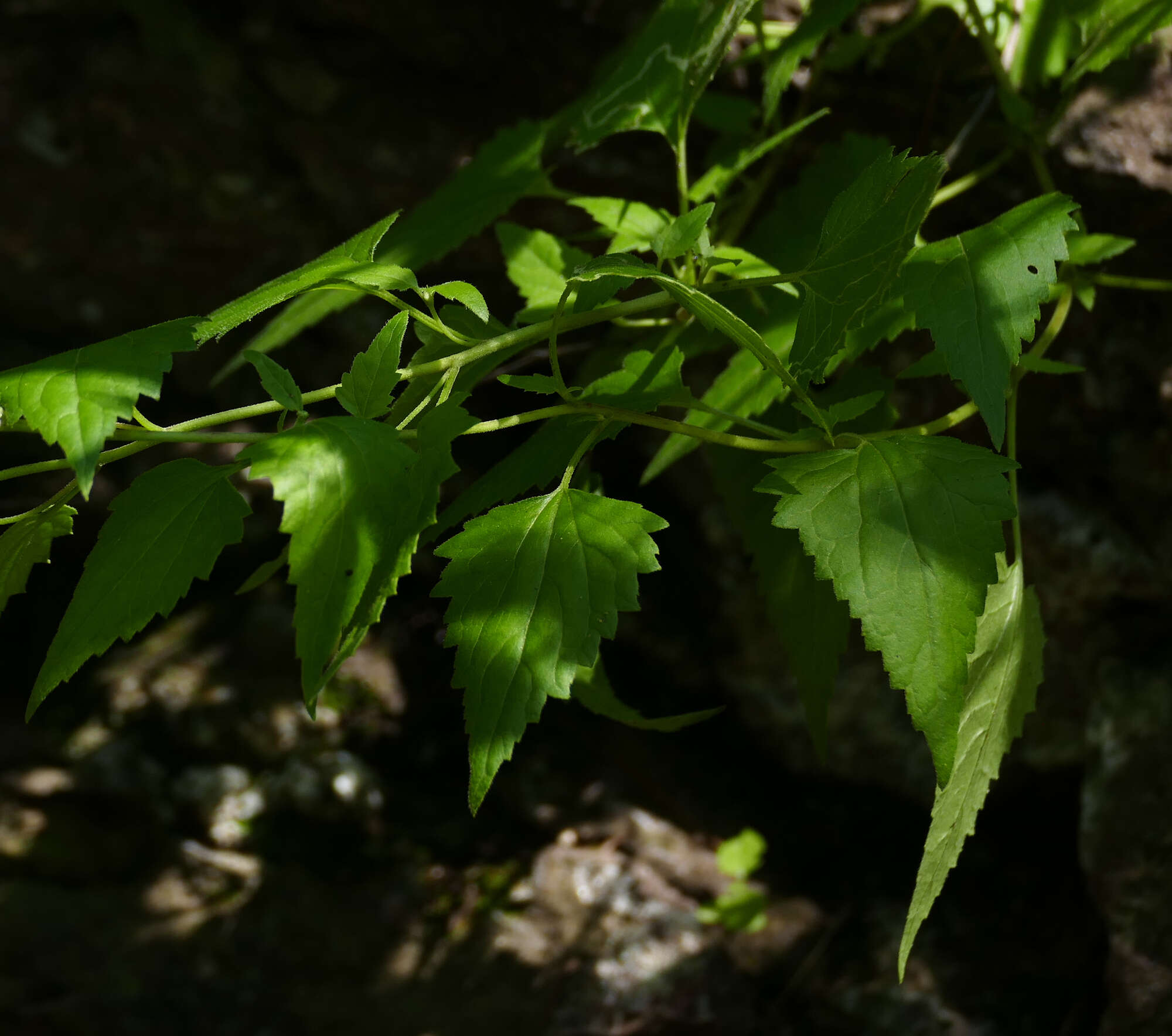 Image of Fendler's brickellbush