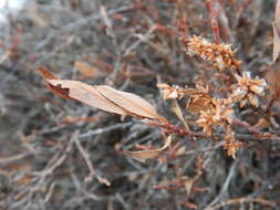 Image of Salix glauca var. acutifolia (Hook.) Schneid.