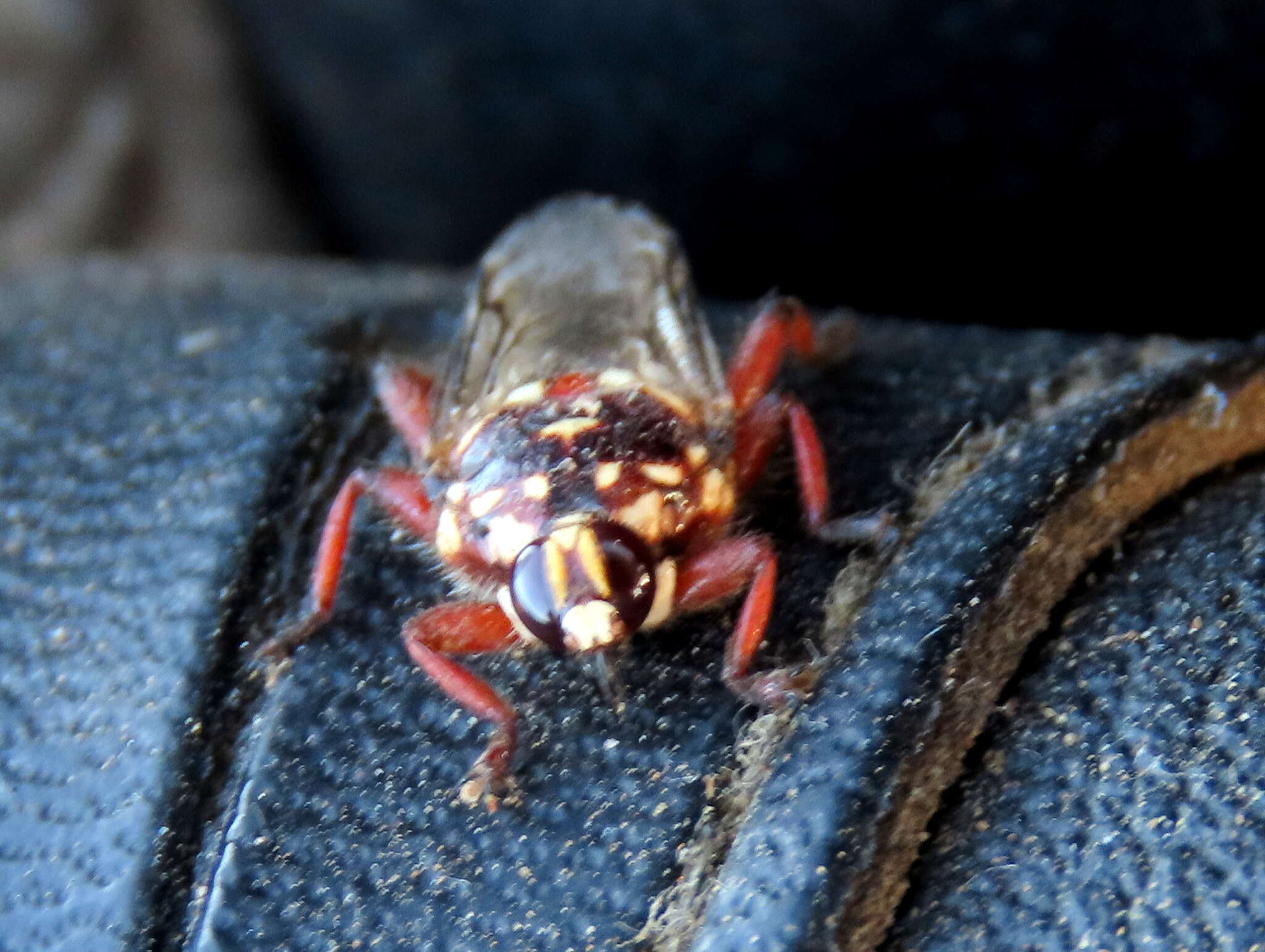 Image of Hippobosca rufipes Olfers 1816