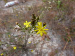 Image of Slender Scratchdaisy