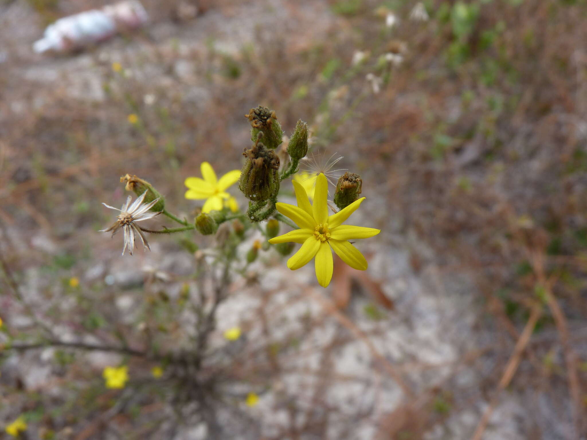 Image of Slender Scratchdaisy