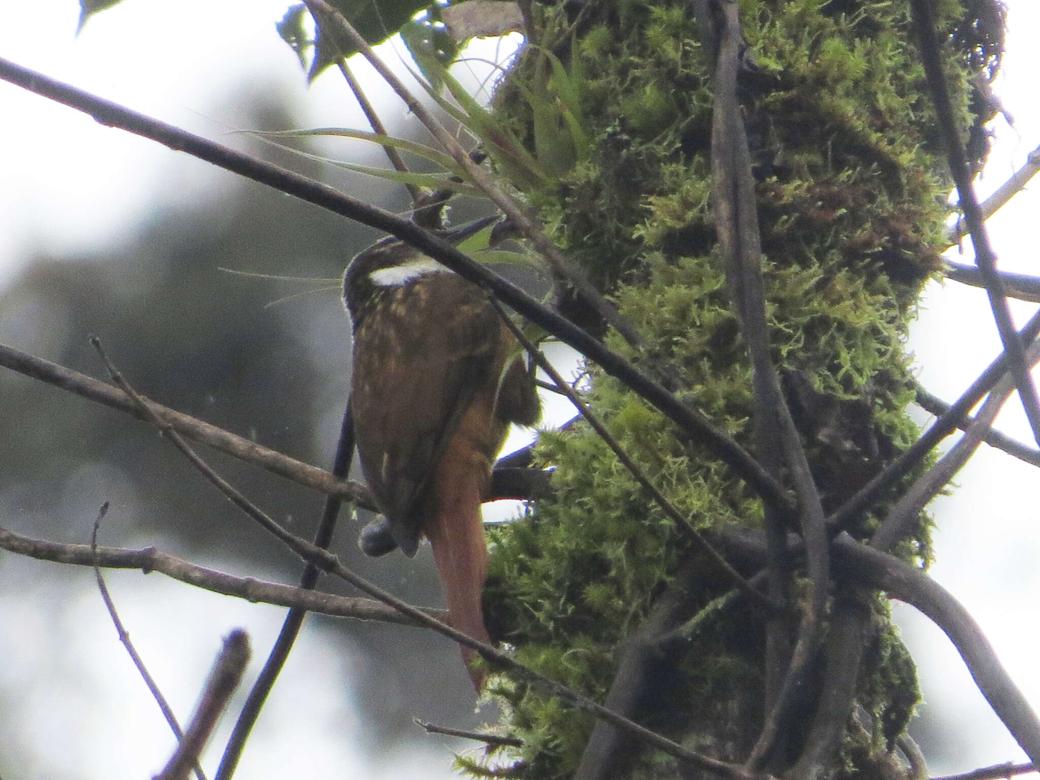 Image of Streaked Tuftedcheek