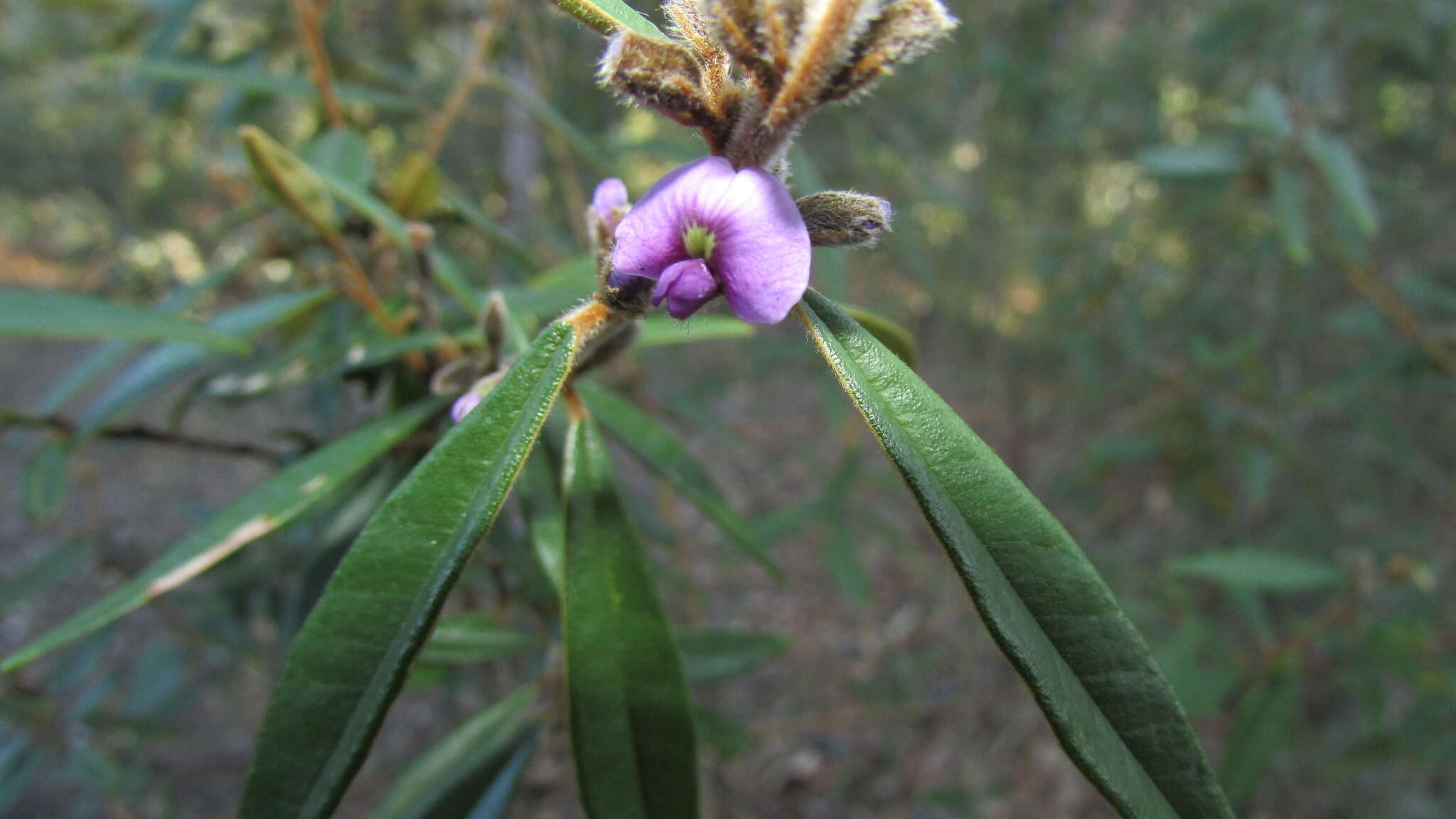 Слика од Hovea acutifolia G. Don