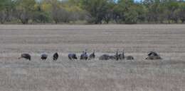 Imagem de Meleagris gallopavo intermedia Sennett 1879