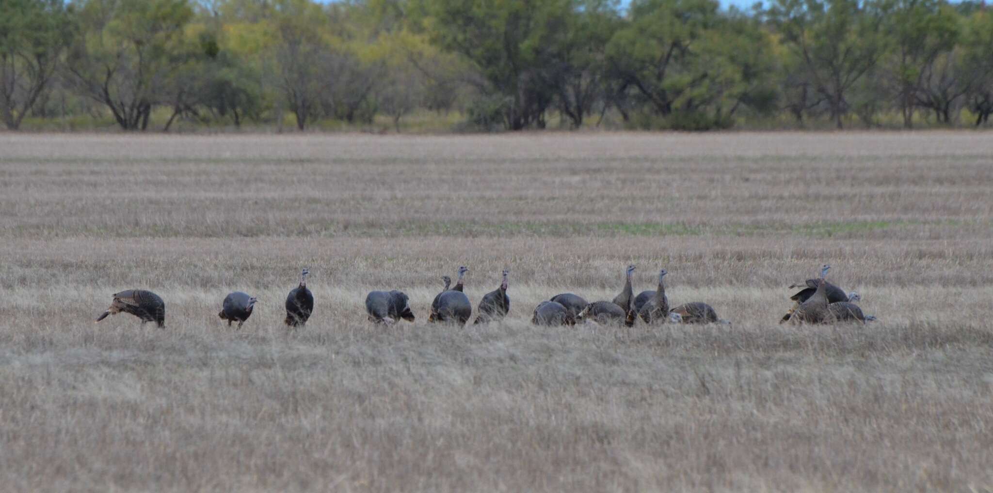 Imagem de Meleagris gallopavo intermedia Sennett 1879