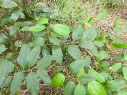 Image de Cissus oblonga (Benth.) Planchon