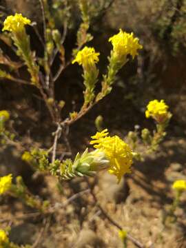 Plancia ëd Gnidia burchellii (Meissn.) Gilg