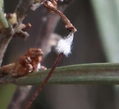 Image of Grevillea granulosa Mc Gill.