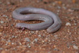 Image of two-legged worm lizards