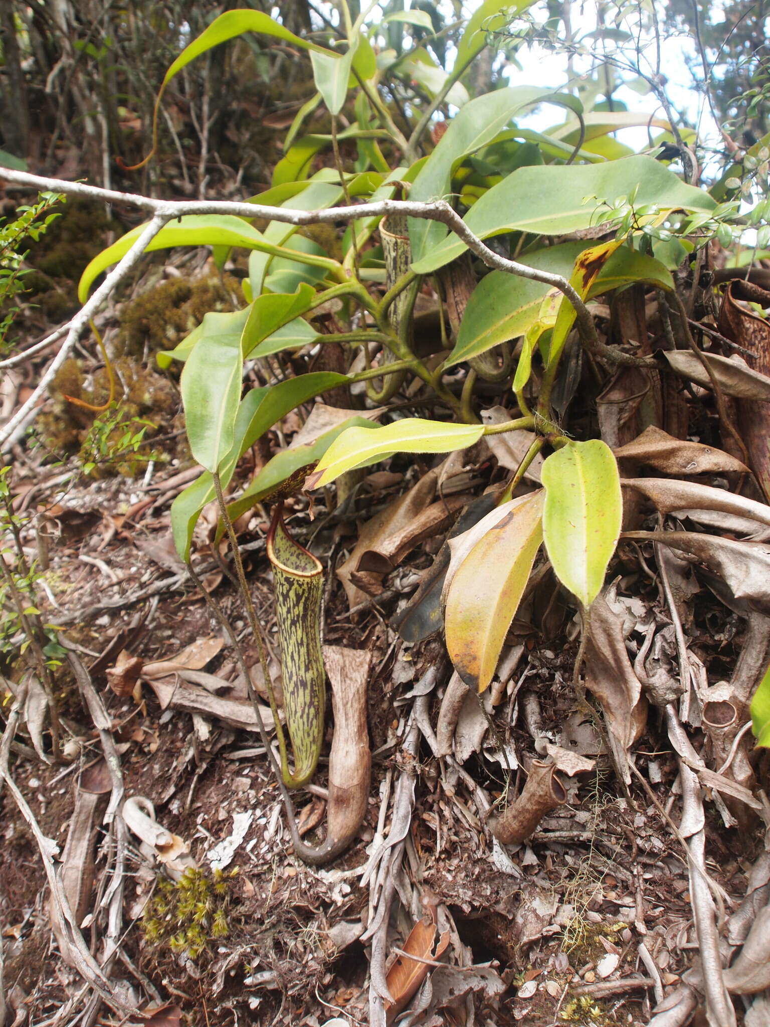 Image of Nepenthes stenophylla Mast.