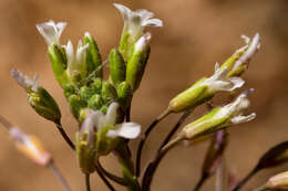 Image of Flagstaff rockcress