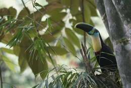 Image of Ramphastos vitellinus citreolaemus Gould 1844