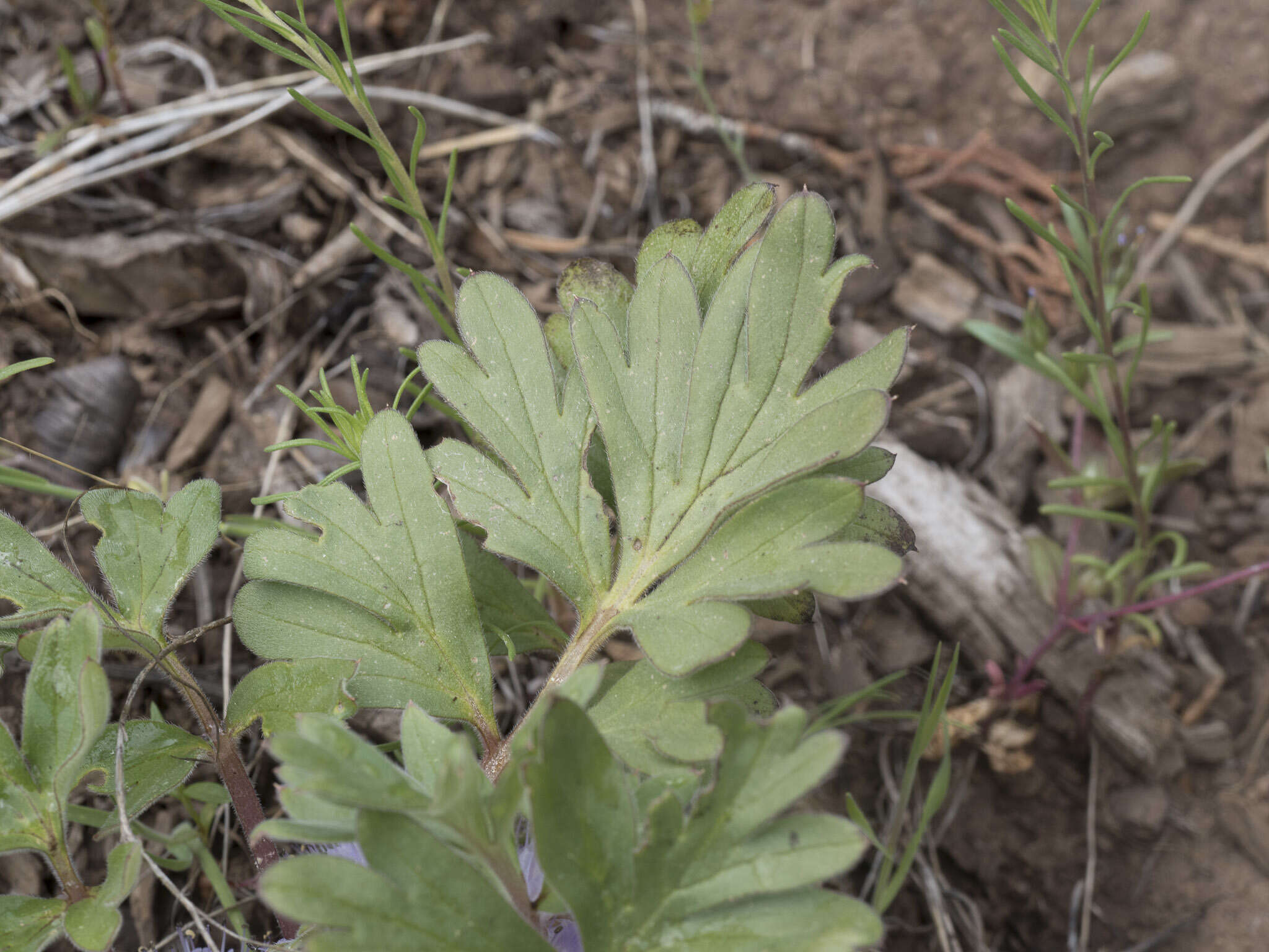 Image of <i>Hydrophyllum alpestre</i>