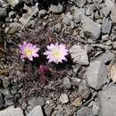 Mammillaria melanocentra subsp. rubrograndis (Repp. & A. B. Lau) D. R. Hunt resmi