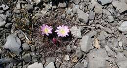 Image of Mammillaria melanocentra subsp. rubrograndis (Repp. & A. B. Lau) D. R. Hunt