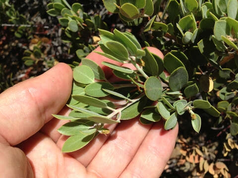 Слика од Arctostaphylos hookeri subsp. montana (Eastw.) P. V. Wells