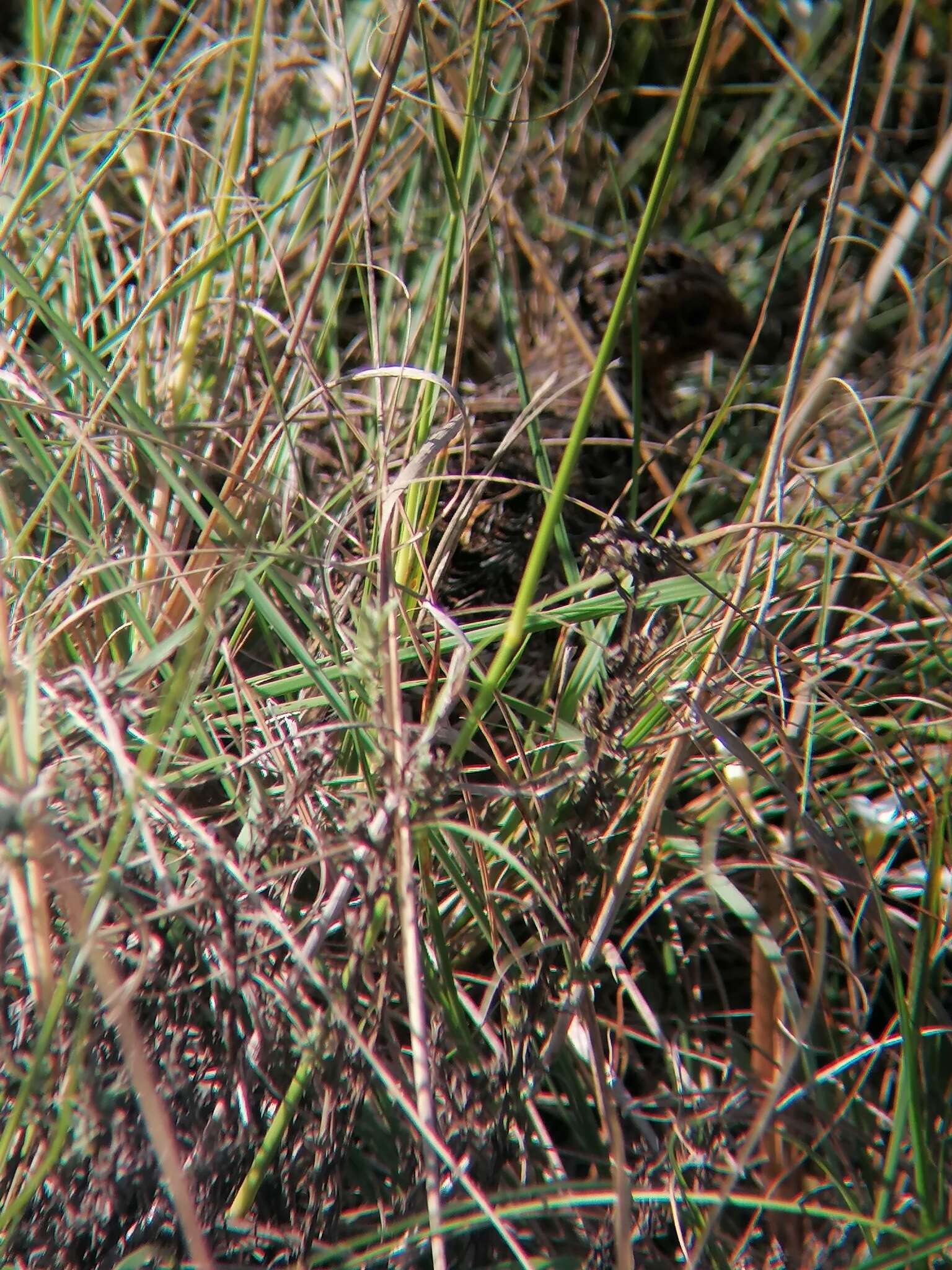 Image of Black-rumped Buttonquail