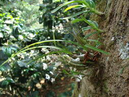 Plancia ëd Scaphyglottis crurigera (Bateman ex Lindl.) Ames & Correll